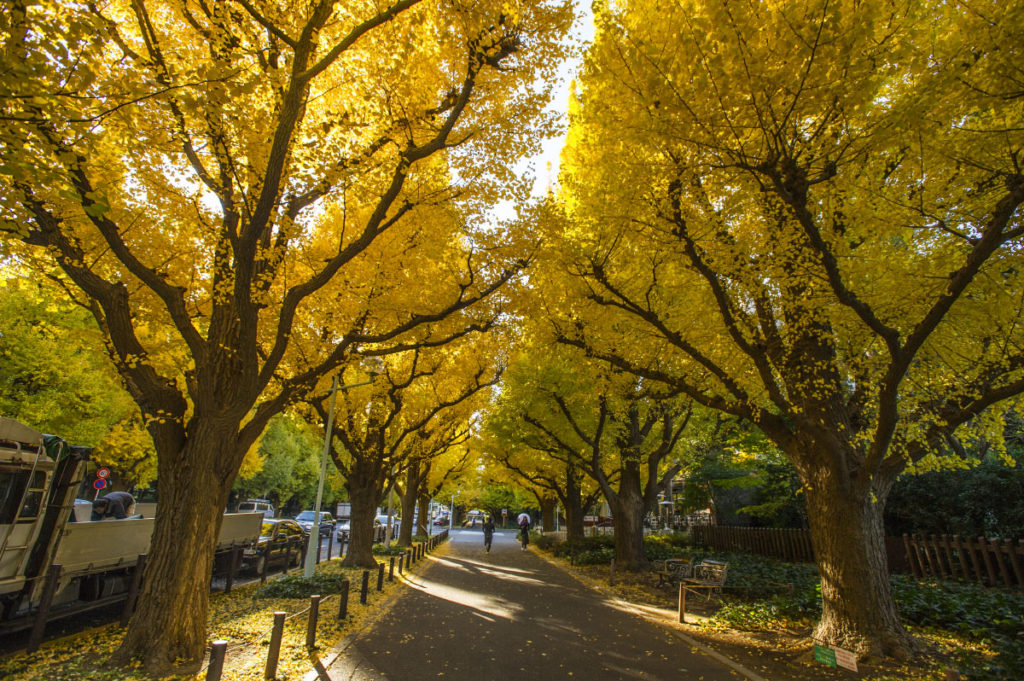  otoño en Tokio