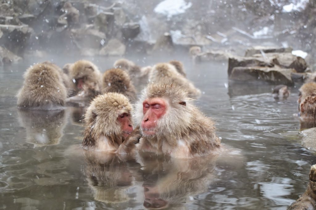 monos de nagano