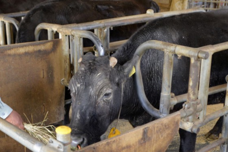 Kaga la primera vaca clonada del mundo