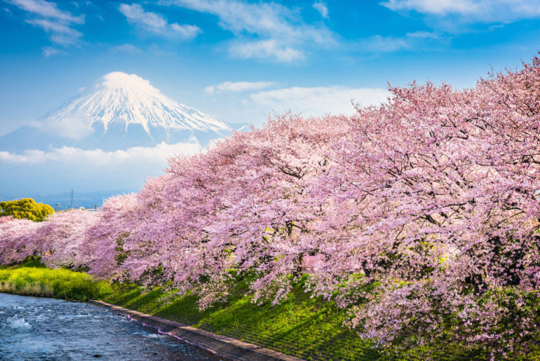 flor de cerezo japón 2020